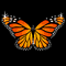 Disco Butterfly Wings