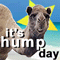 It's Hump Day!